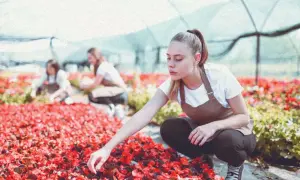 Młode kobiety w fartuchach pracują w szklarni, pieląc czerwone kwiaty.