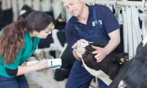 Weterynarz i asystentka badają krowę w oborze.