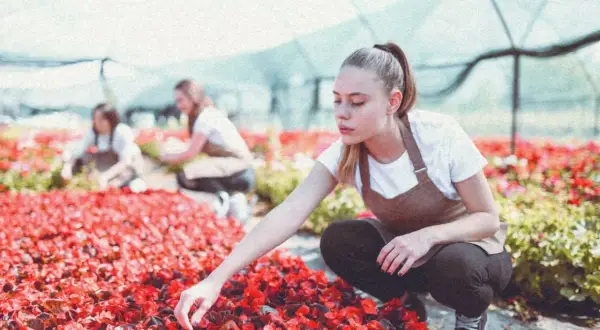 Młode kobiety w fartuchach pracują w szklarni, pieląc czerwone kwiaty.